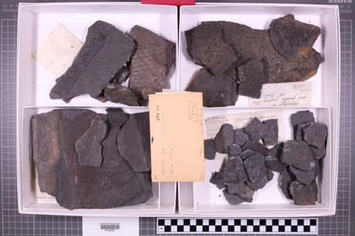 mixed taxa, stratigraphic collection
