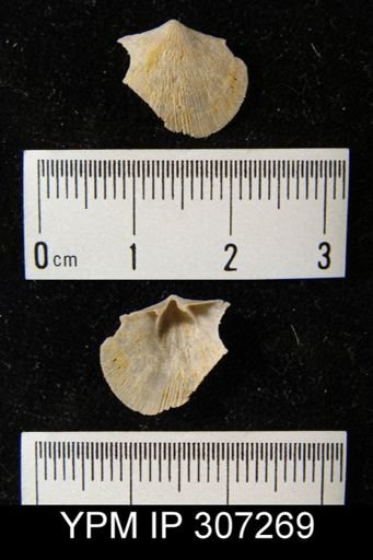 Dalmanella sp.