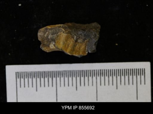 undet. Teredinidae