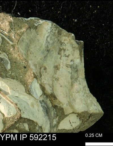 undet. Scaphitidae