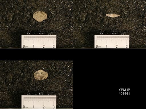 Plectorthis plicatella