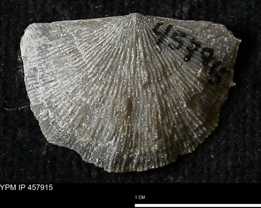 Strophodonta sp.