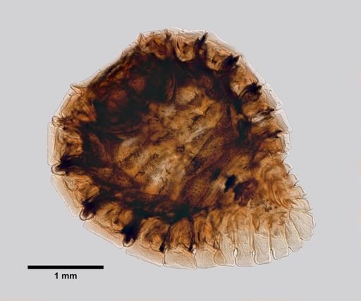 Probopyrus pandalicola