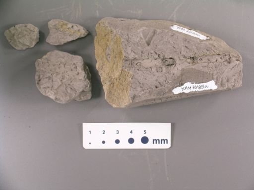 Cunninghamites elegans