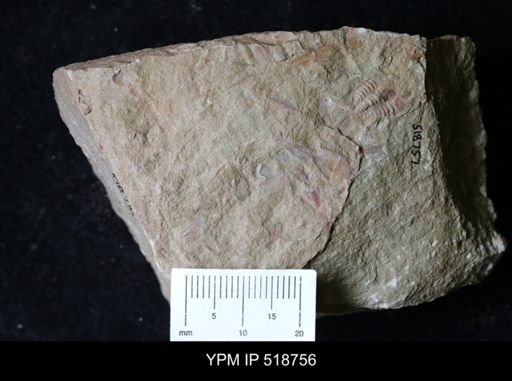 undet. Hyolithida
