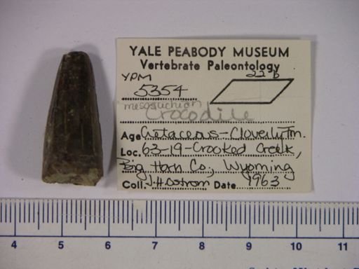 Mesosuchia