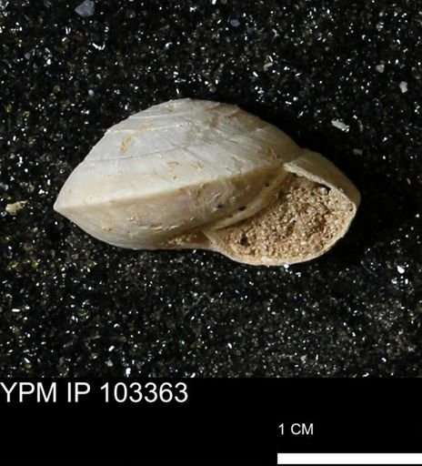 Poecilozonites bermudensis zonatus