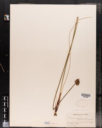 Juncus effusus