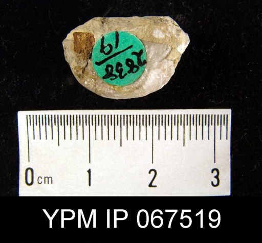 Leptaena rhomboidalis
