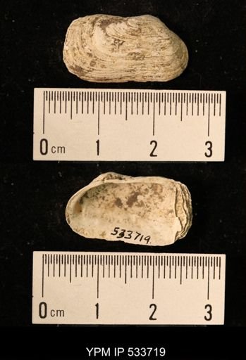 Hiatella arctica