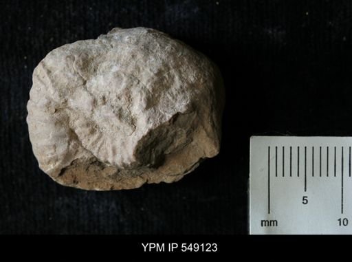 undet. Ammonoidea