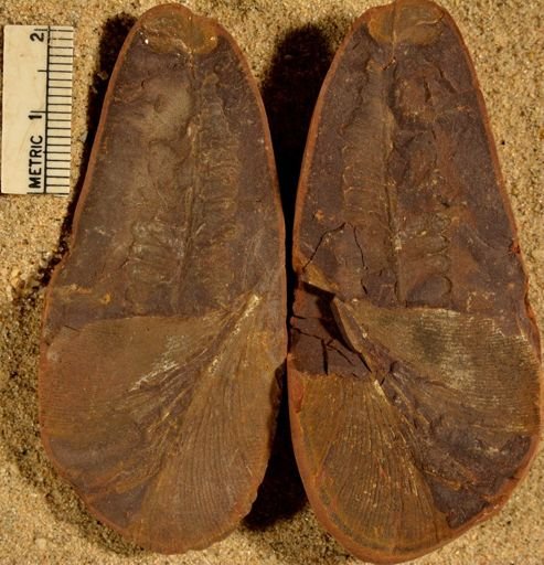 Pecopteris
