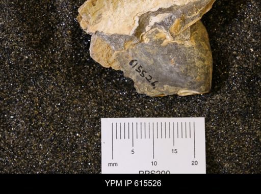 Inoceramus sp.