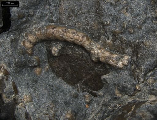 Aplocoma damesii