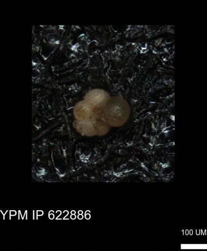 undet. Globorotaliidae