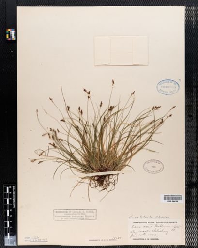Carex artitecta