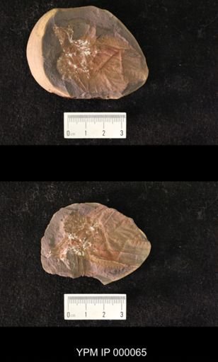 Paralogopsis longipes