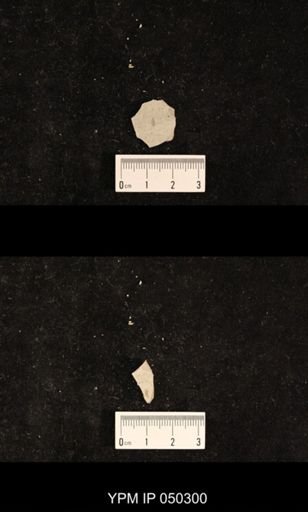 undet. Hexapoda