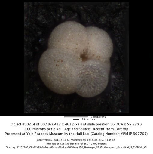 Neogloboquadrina incompta