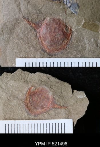 undet. Arthropoda