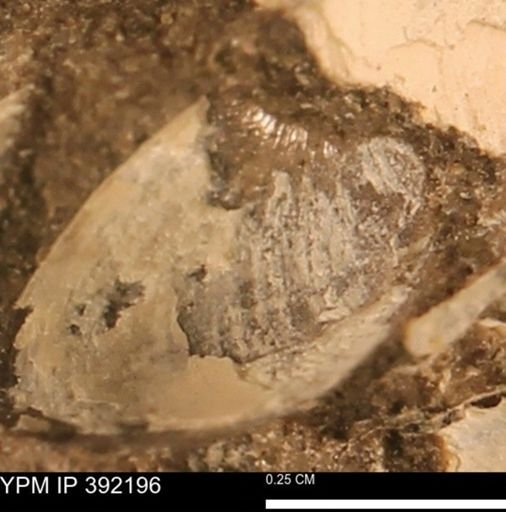 Protocardia sp.