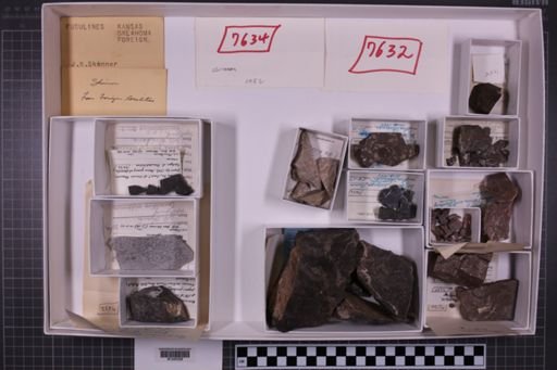 mixed taxa, stratigraphic collection