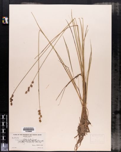 Carex cephalantha