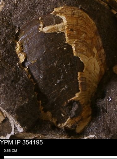 undet. Bivalvia