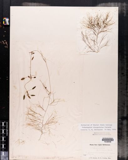 Potamogeton capillaceus