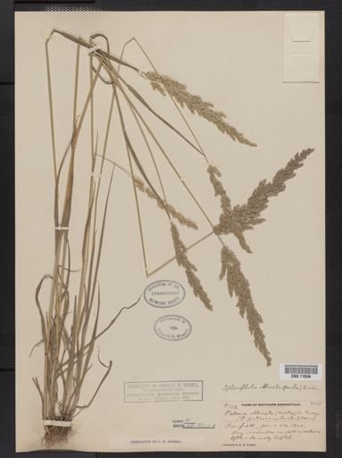 Sphenopholis obtusata