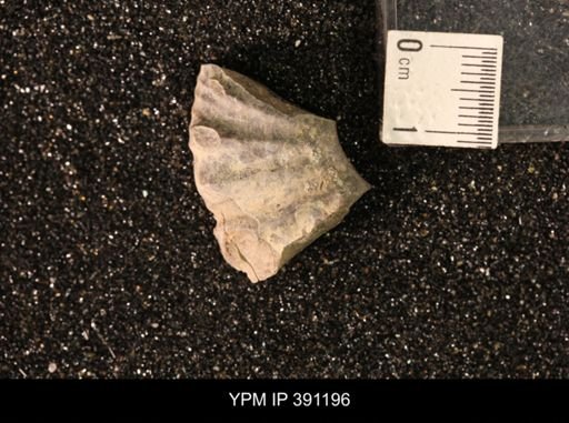 Scaphitidae