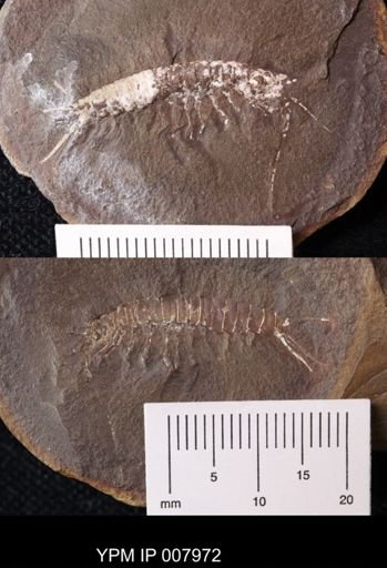 Acanthotelson sp.