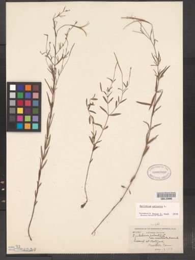 Epilobium palustre