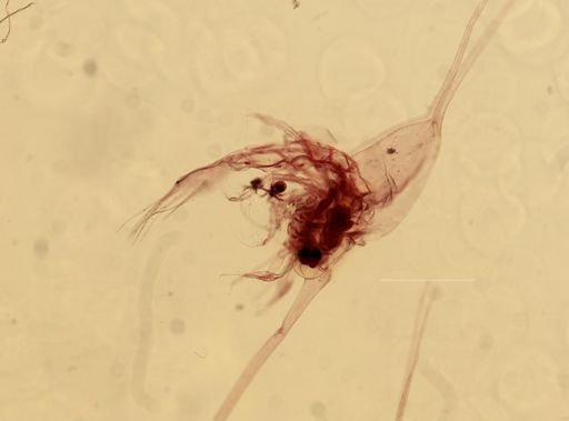 Polyonyx gibbesi