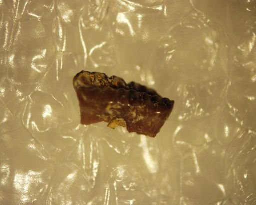 Neoplagiaulax jepi