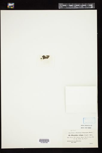 Prasiola crispa