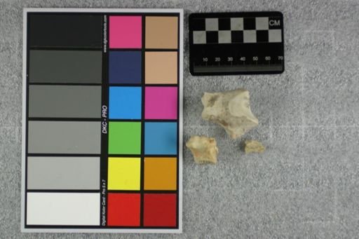 Subhyracodon sp.
