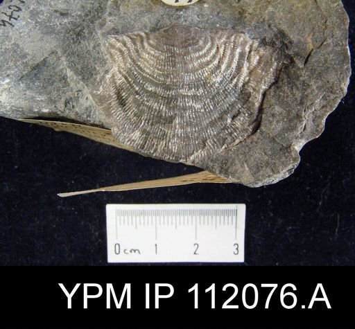 Leptaena rhomboidalis