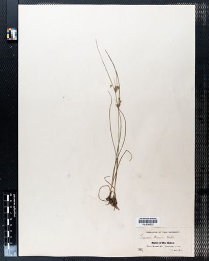 Juncus tenuis