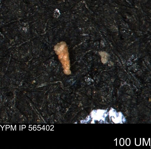 Verneuilinoides kansasensis