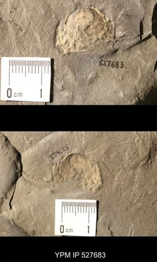 Schizocrania sp.