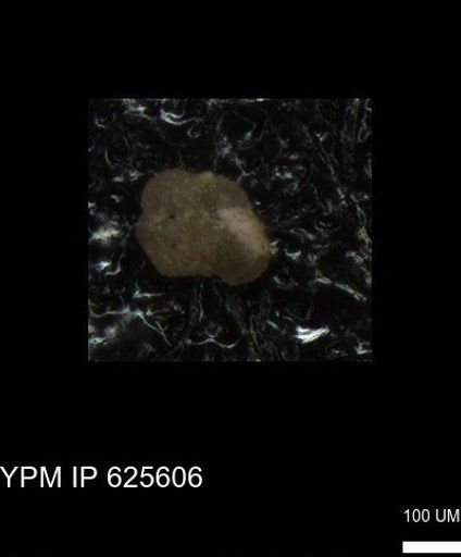 undet. Foraminiferida