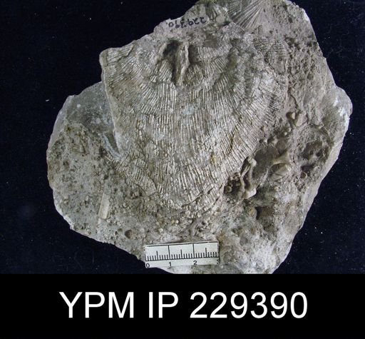 Derbya sp.