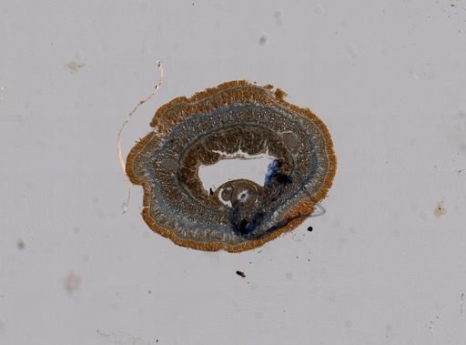 Baseodiscus univittatus