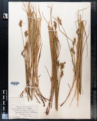 Carex festucacea