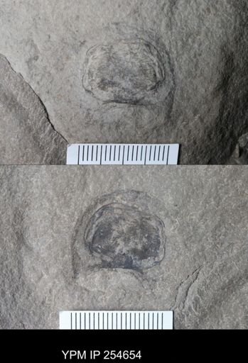 Xiphosurida