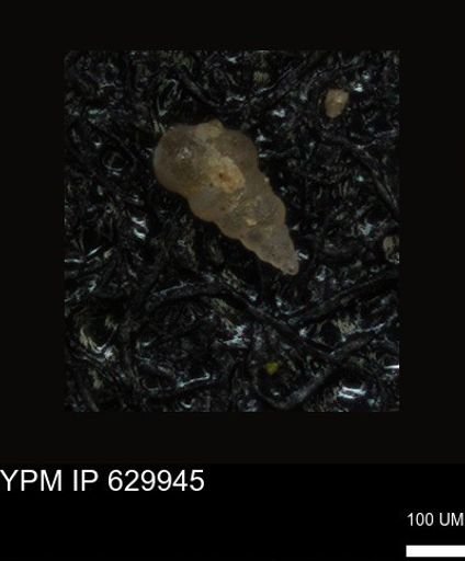 undet. Foraminiferida