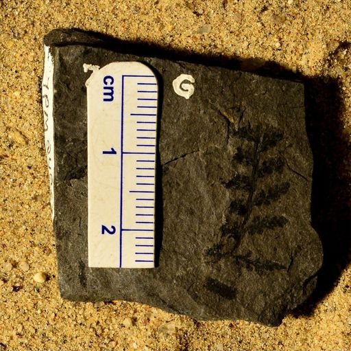 Sphenopteris davilla