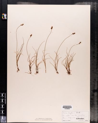 Carex