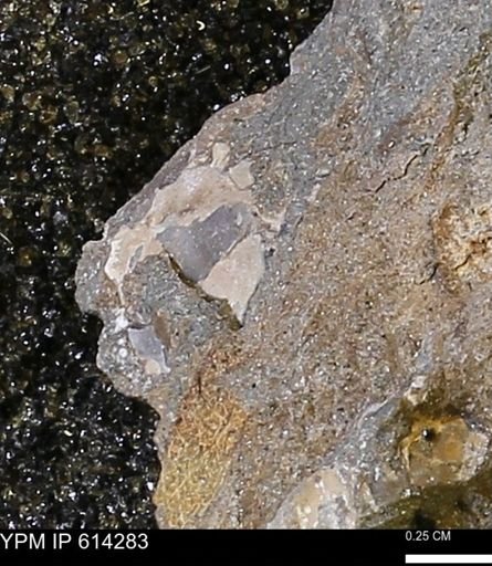 Mollusca
